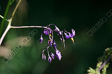 Bittersüßer Nachtschatten Blüte