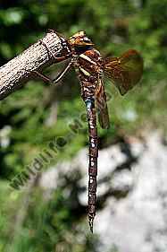 Braune Mosaikjungfer