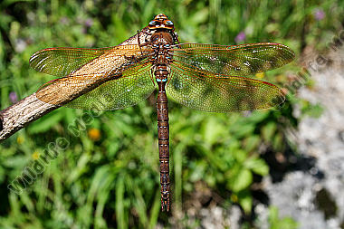 Braune Mosaikjungfer