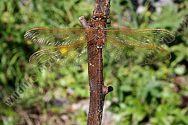 Braune Mosaikjungfer