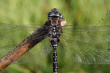 Hochmoor Mosaikjungfer
