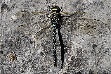 Torf Mosaikjungfer