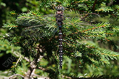 Torf Mosaikjungfer