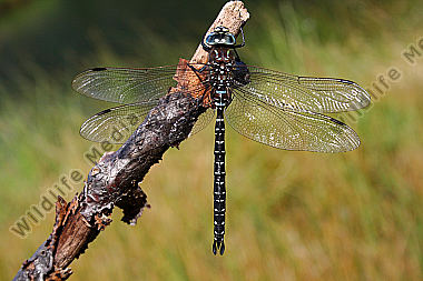 Hochmoor Mosaikjungfer