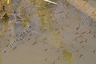 Wasserläufer