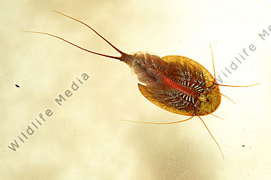 Triops cancriformis