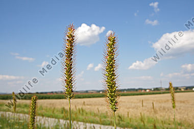 Borstenhirse