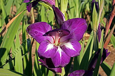 Gladiole