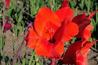 Gladiole