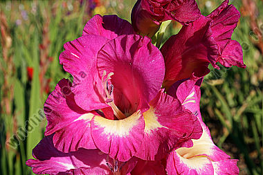 Gladiole