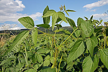 Soja