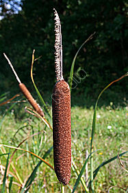 Breitblättriger Rohrkolben