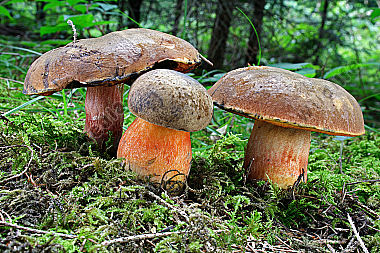 Flockenstieliger Hexenröhrling