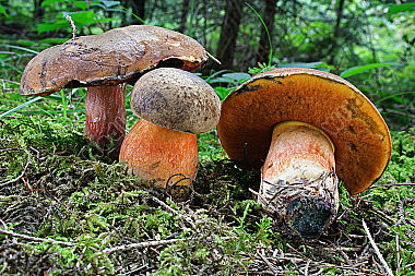 Flockenstieliger Hexenröhrling