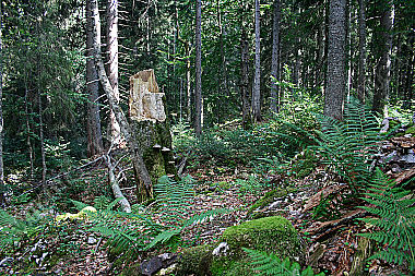 Europäischer Urwald