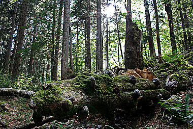 Europäischer Urwald