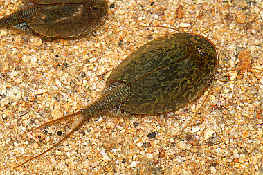 Triops cancriformis