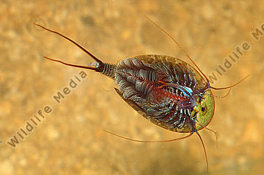 Triops cancriformis