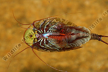 Triops cancriformis