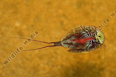 Triops cancriformis