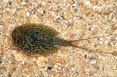 Triops cancriformis