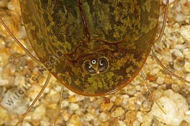 Triops cancriformis