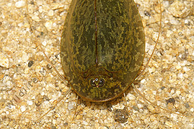Triops cancriformis