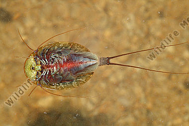 Triops cancriformis