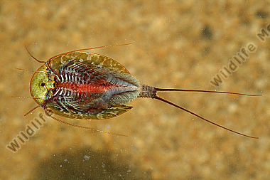 Triops cancriformis