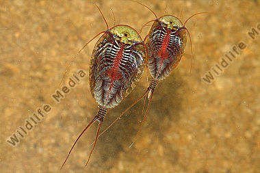 Triops cancriformis