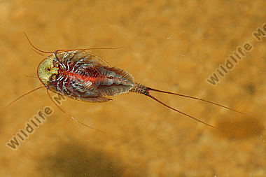 Triops cancriformis