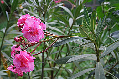 Oleander