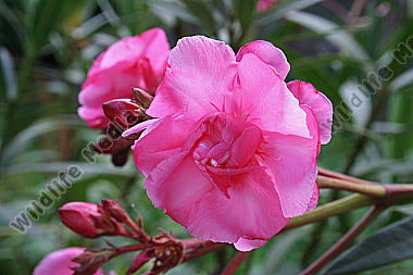 Oleander