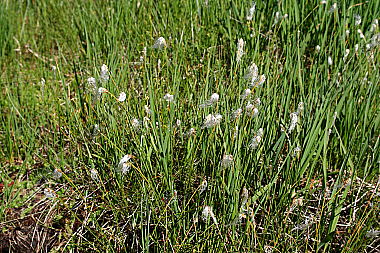 Alpen-Haarsimse