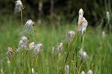 Alpen-Haarsimse