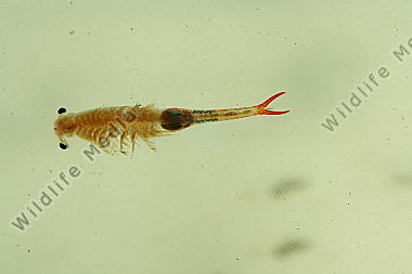 Branchipus schaefferi