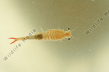 Branchipus schaefferi