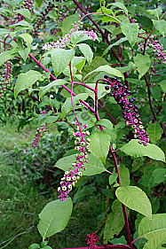 Kermesbeere