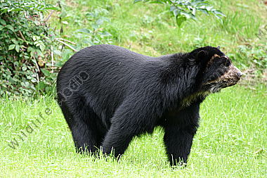Brillenbär
