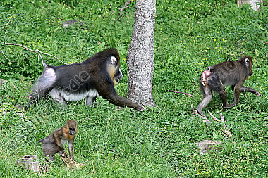 Mandrill