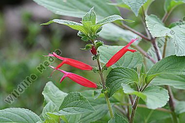 Rotblühender Gartensalbei