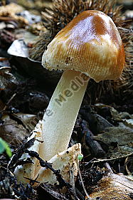 Rotbrauner Scheidenstreifling