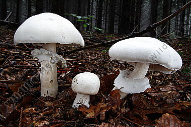 Schiefknolliger Anischampignon