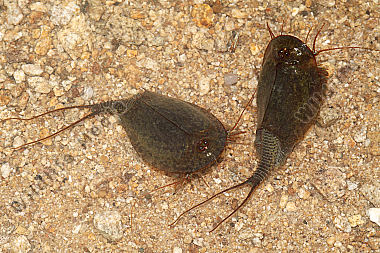 Triops cancriformis