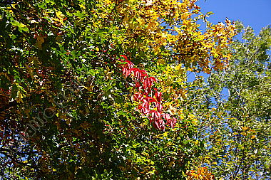 Herbstfärbung