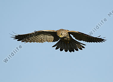 Turmfalke