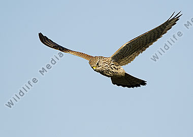 Turmfalke