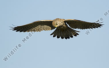 Turmfalke
