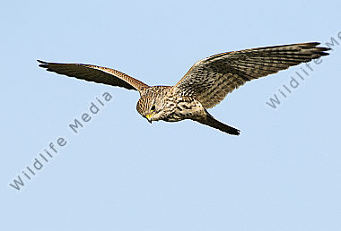 Turmfalke