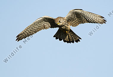 Turmfalke